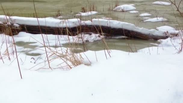 Arroyo de agua de invierno — Vídeo de stock