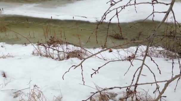 Зимний поток воды — стоковое видео