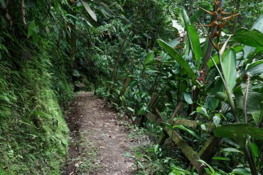 Tropik bir ormanda boş kirli yol