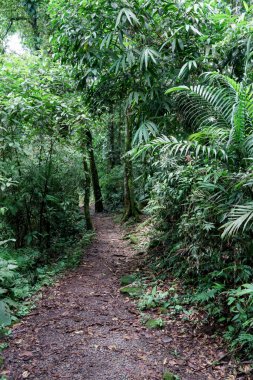 Tropik bir ormanda boş kirli yol