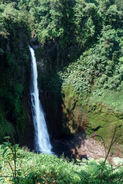 Cascada La Fortuna en un bosque —  Fotos de Stock