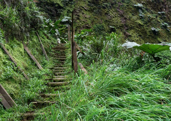 Staircase in a tropical forest — Stock Photo, Image