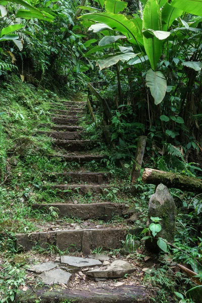 Treppe in einem tropischen Wald — Stockfoto