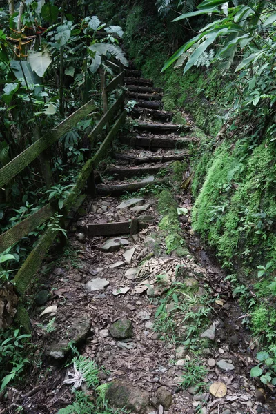 In een tropisch bos trap — Stockfoto