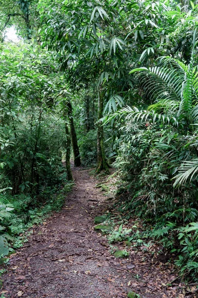 Порожня брудна дорога в тропічному лісі — стокове фото