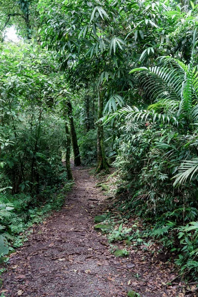 Empty dirty road in a tropical forest — Stock Photo, Image