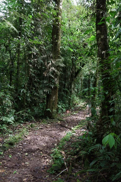 Leere schmutzige Straße in einem tropischen Wald — Stockfoto