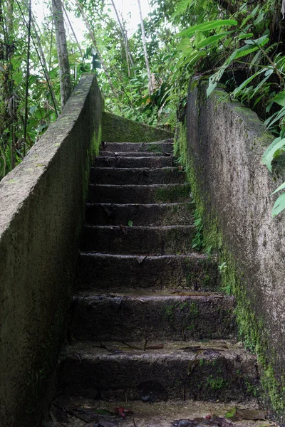 In een tropisch bos trap — Stockfoto