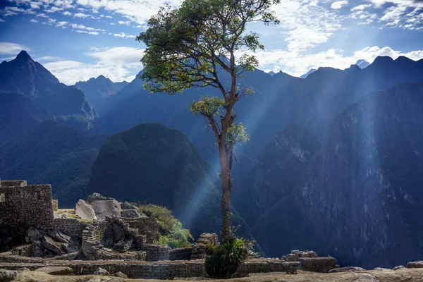 Arbre simple avec des montagnes en arrière-plan — Photo