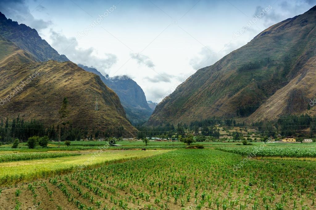 Crop in a field with mountain range