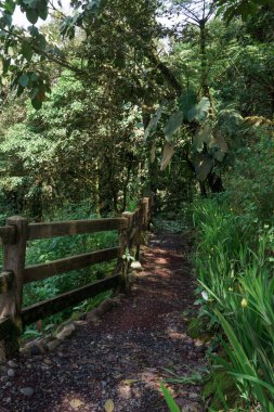 Bir ormandaki boş toprak yol