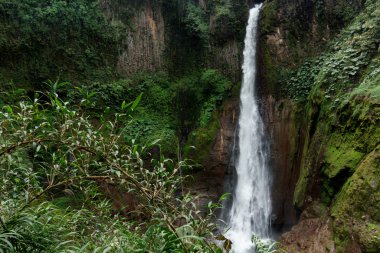 La Fortuna şelale bir ormanda