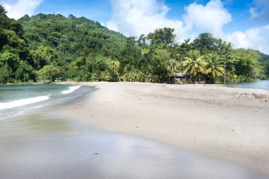 Palmiye ağaçları ile egzotik plaj