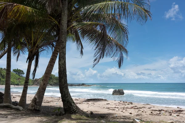 Palmbomen op tropisch strand — Stockfoto