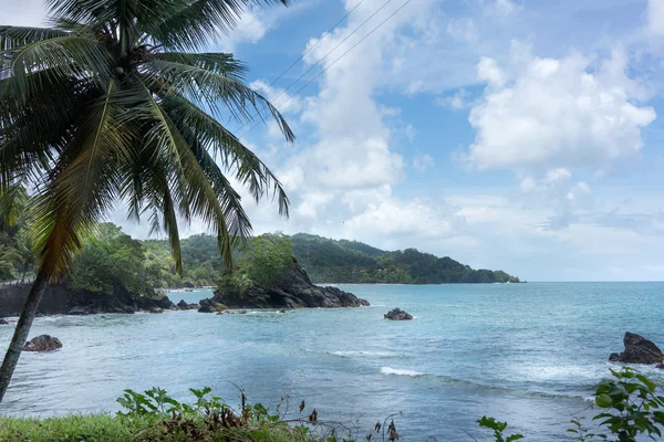 Palmboom groeit aan de kust — Stockfoto
