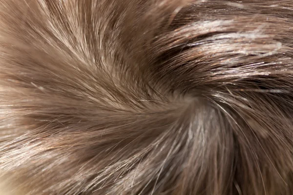 茶色の髪の頭部 — ストック写真