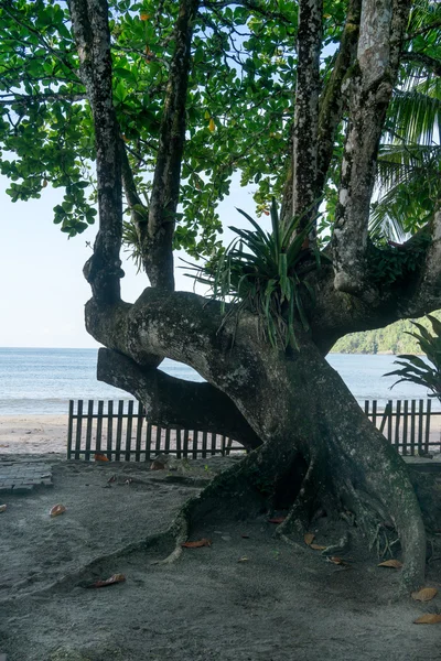 Дерево на песчаном пляже — стоковое фото