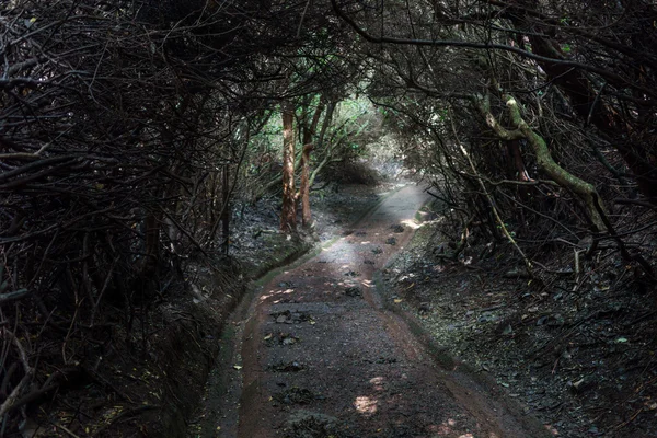 Strada sterrata che attraversa una fitta foresta — Foto Stock