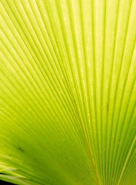 Groene palmtak — Stockfoto