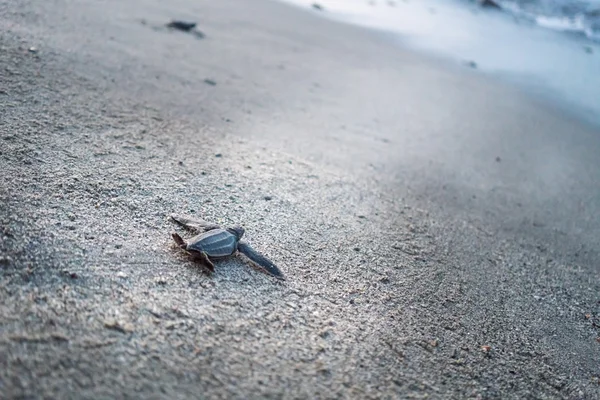 Tartaruga-de-couro rastejando até o mar na praia — Fotografia de Stock