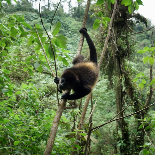 Siyah uluyan maymun — Stok fotoğraf