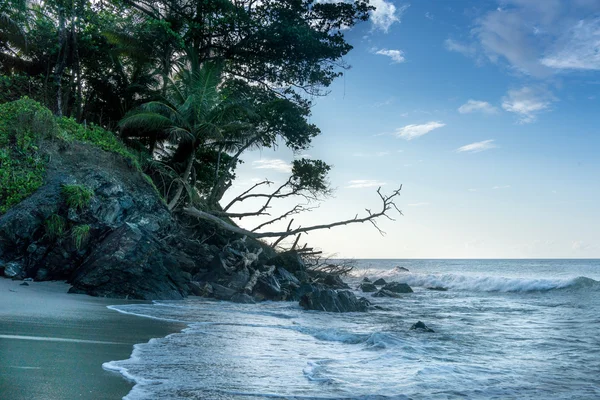Деревья на скале на берегу моря — стоковое фото
