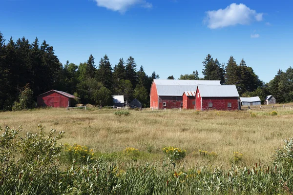 Granjas rojas en el campo — Foto de Stock