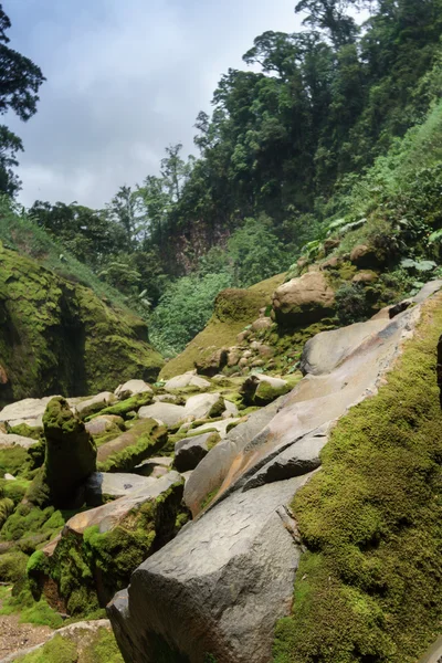 Βράχοι που καλύπτονται από βρύα σε ένα δάσος — Φωτογραφία Αρχείου
