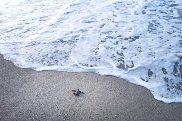 Deri kaplumbağa denize sahilde tarama — Stok fotoğraf