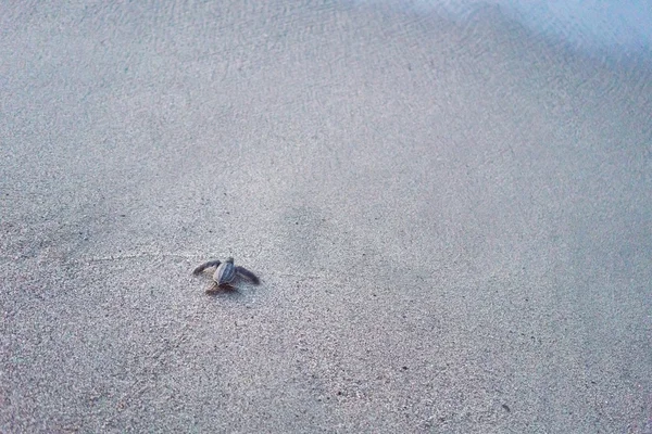 Leatherback turtle crawling to the sea on the beach — Stock Photo, Image