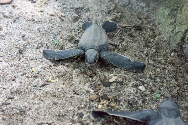 Leatherback turtle hatchling scuttle down — Stock Photo, Image