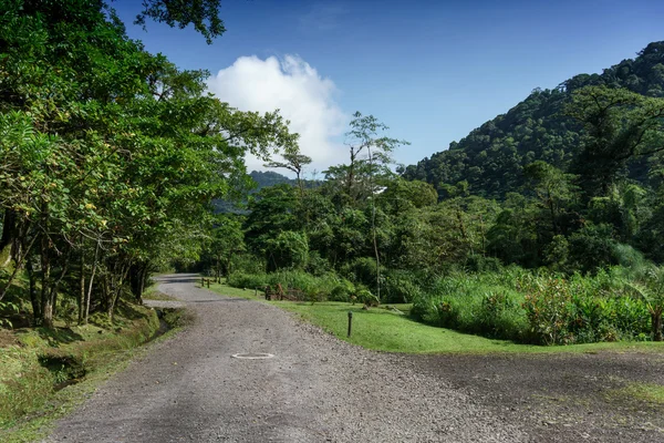 Strada vuota che attraversa la foresta — Foto Stock