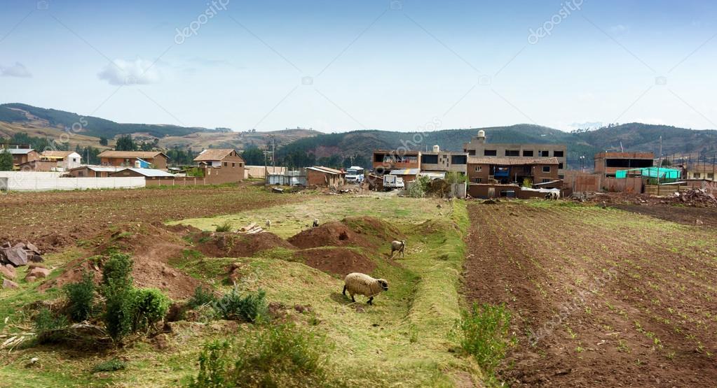 Two sheeps in field with houses 
