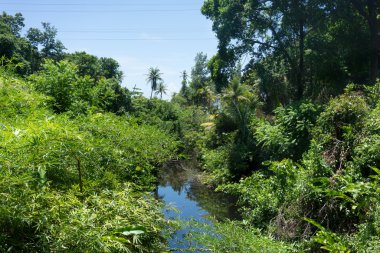 Ormanın içinden geçen dere
