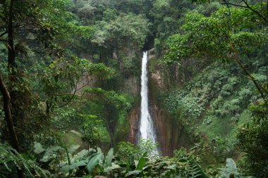 La Fortuna şelale bir ormanda