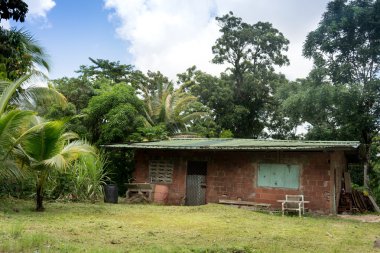 Yeşil ormanda siper al