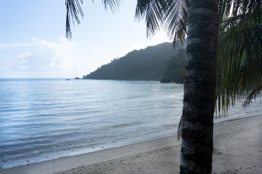 Palmiyeli tropik plaj