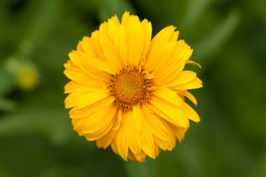 Sarı papatya çiçeği