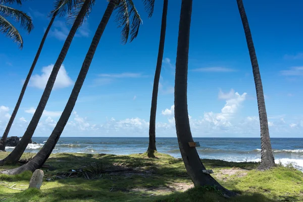 Exotische strand met palmbomen — Stockfoto