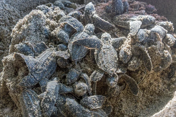 Nascita di tartarughe marine da nido su spiaggia sabbiosa — Foto Stock