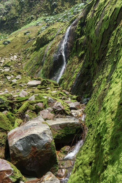 Cachoeira na floresta verde — Fotografia de Stock