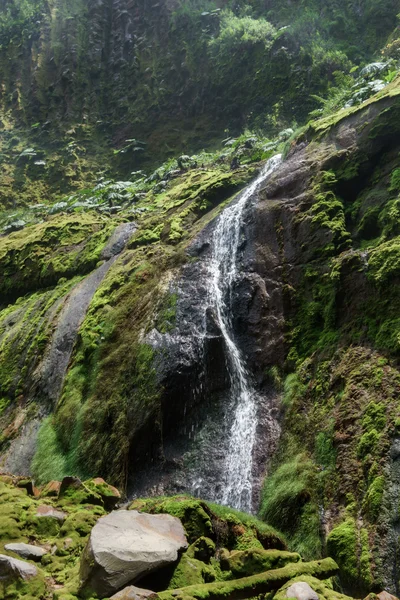 Cachoeira na floresta verde — Fotografia de Stock