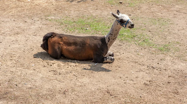 Mooie lama rusten in zonnige dag — Stockfoto