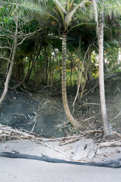 Palmbomen op het strand in Trinidad — Stockfoto