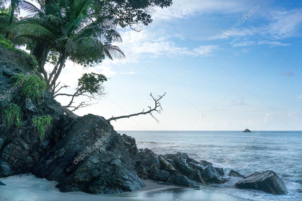  Trees on cliff at seashore