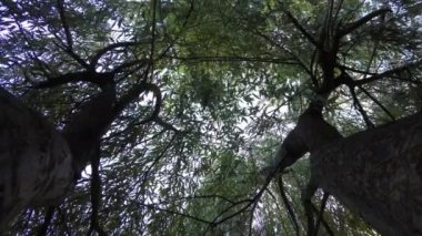 Söğüt dalları en yüksek ağacı, bir ağaç gövdesi taç rüzgarda sallanan yaprakları ile