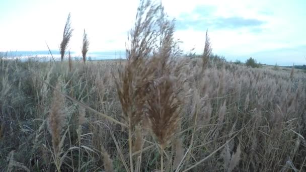Mračna nad pole zelené trávy ve větru a marsh — Stock video