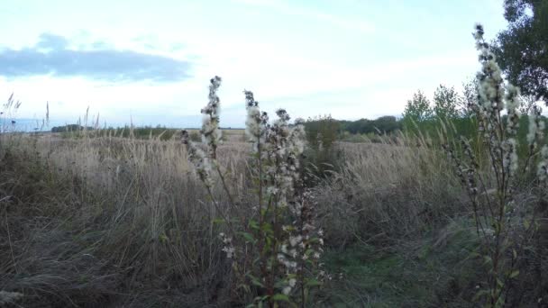 Nuages sur le champ vert avec de l'herbe ondulant dans le vent et marais avec des arbres — Video