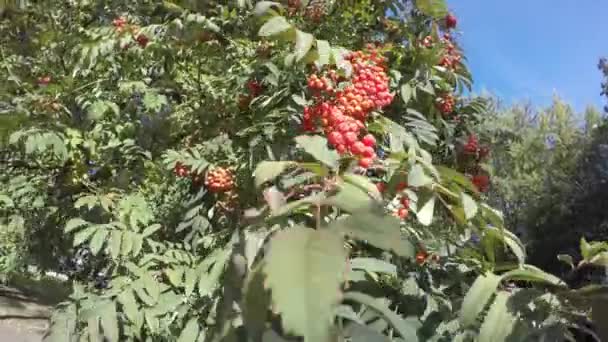 Rowan branches avec des feuilles et des baies bouquet balancent dans le vent par une journée ensoleillée — Video