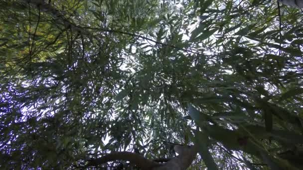 Pilgrenar med blad som vajar i vinden i kronan av högsta träd, en trädstam — Stockvideo